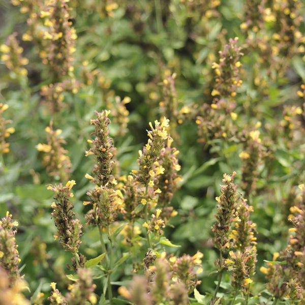 Agastache Kudos Gold - 1c