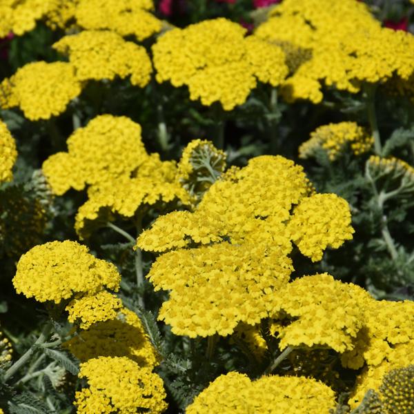 Achillea Little Moonshine - 1c