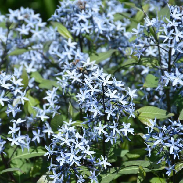 Amsonia Storm Cloud - 1c