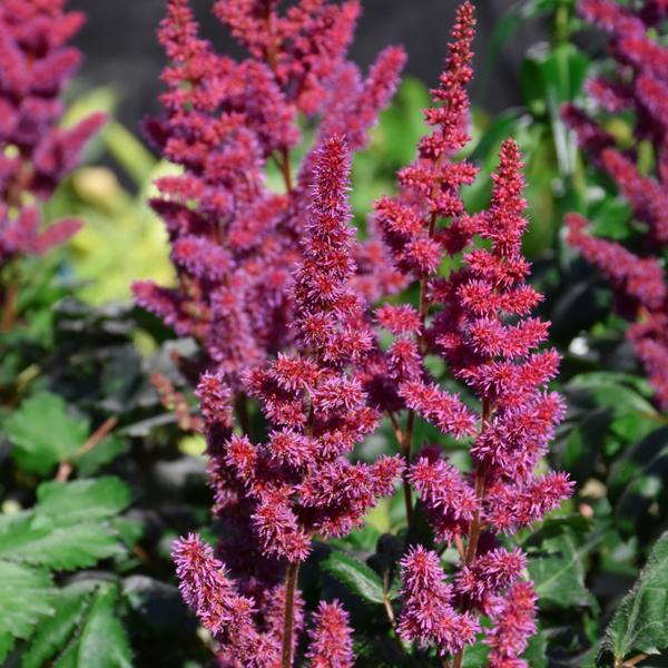 Astilbe Visions In Red - 1.5c