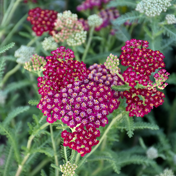 Achillea New Vintage - 1c