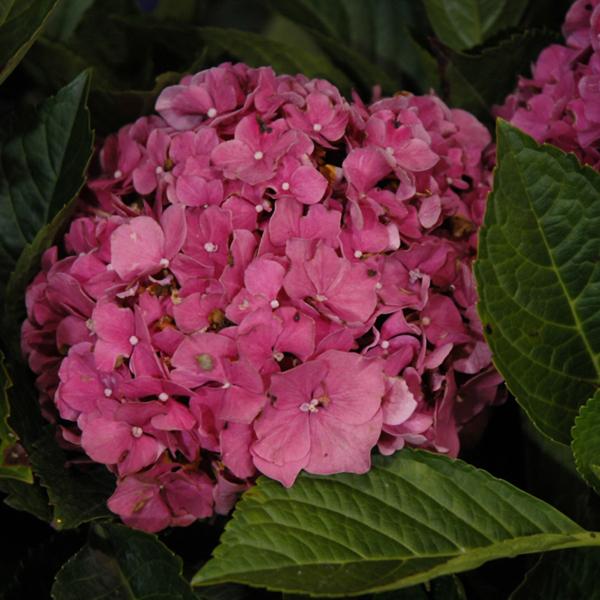 Hydrangea Macrophylla Forever Red Sensat - 3c