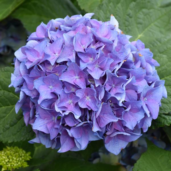 Hydrangea Macrophylla Lets Dance Blue Ja - 3c