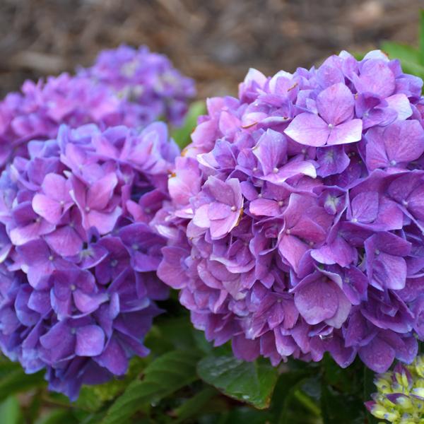 Hydrangea Macrophylla Lets Dance Rave - 3c