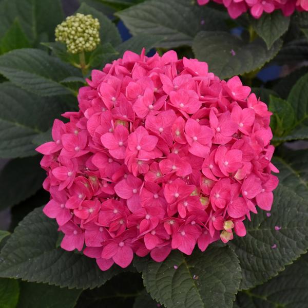 Hydrangea Macrophylla Endless Summer® Summer Crush - 2c