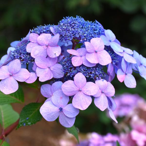 Hydrangea Macrophylla Endless Summer® Twist N Shout - 3c