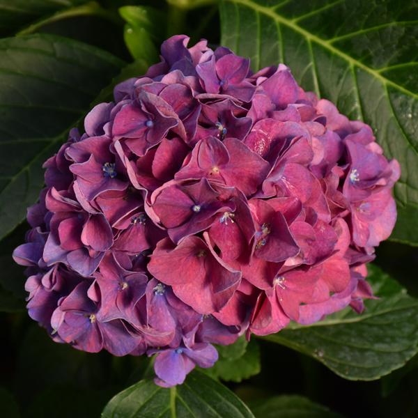 Hydrangea Macrophylla Wee Bit Grumpy - 3c