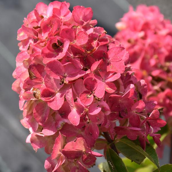 Hydrangea Paniculata Firelight Tree Form - 7c