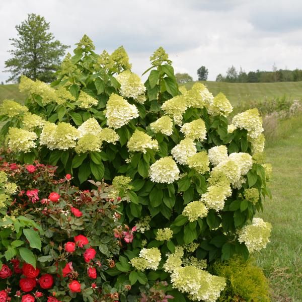 Hydrangea Paniculata Limelight Prime - 3c