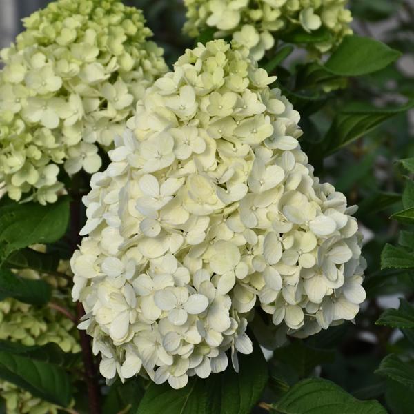 Hydrangea Paniculata Little Lime Punch - 3c