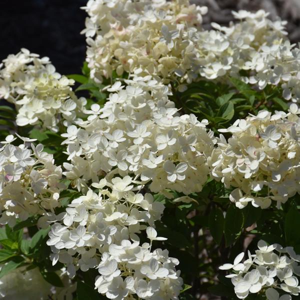 Hydrangea Paniculata Little Quick Fire - 3c