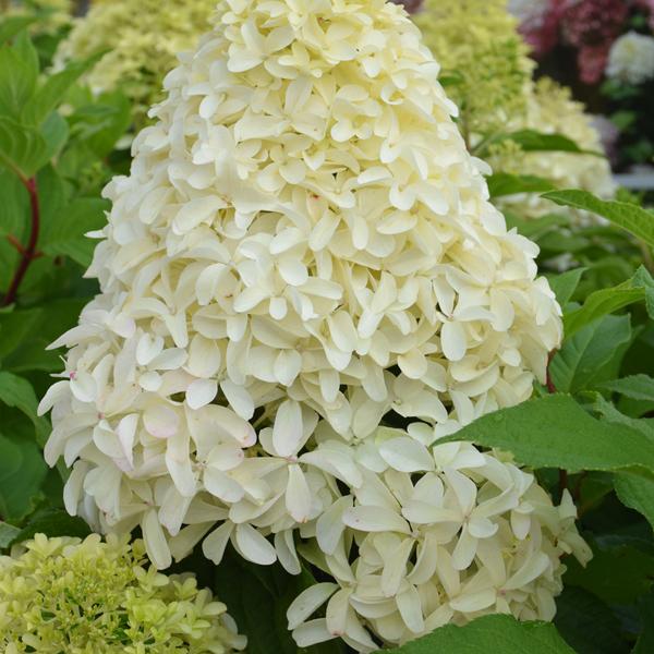 Hydrangea Paniculata Quick Fire Fab - 4c