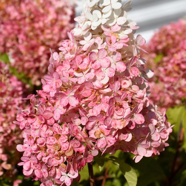 Hydrangea Paniculata Ruby Snow - 4c