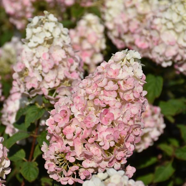 Hydrangea Paniculata Strawberry Sundae - 3c