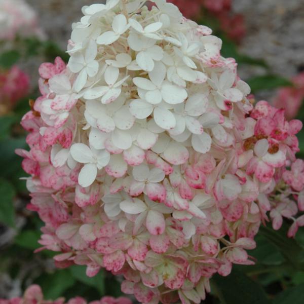 Hydrangea Paniculata Vanilla Strawberry - 4c