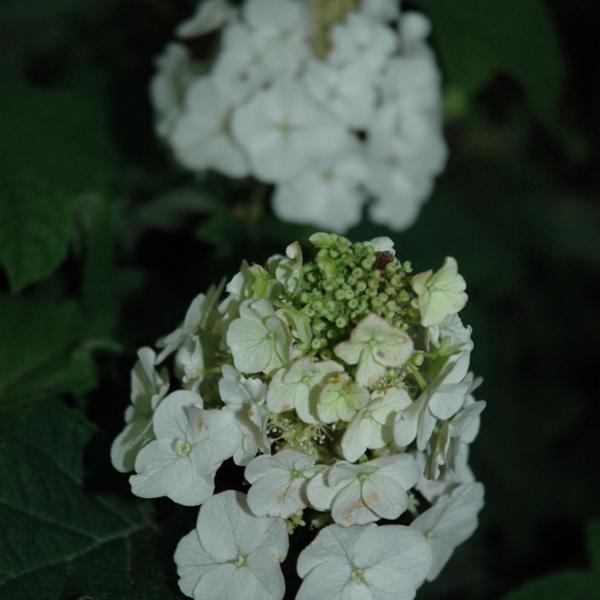 Hydrangea Quercifolia Jetstream - 3c