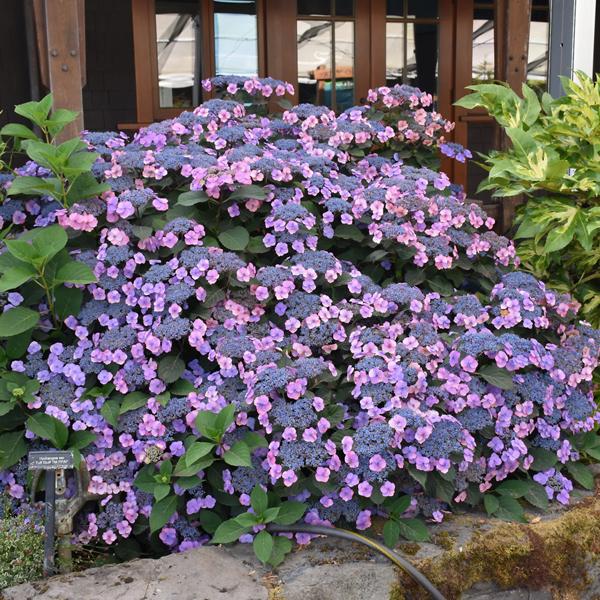 Hydrangea Serrata Tiny Tuff Stuff - 3c