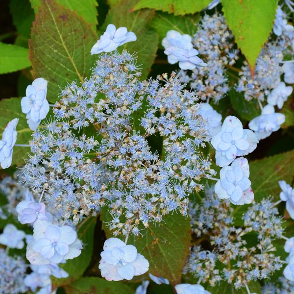 Hydrangea Serrata Tiny Tuff Stuff Ah Ha - 3c