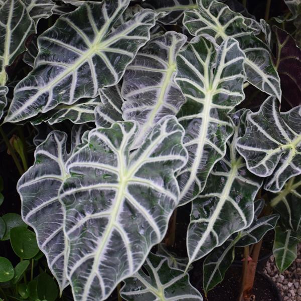 Alocasia Amazonica Polly - 6in