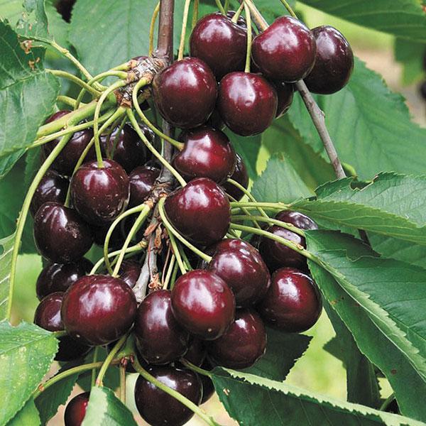 Cherry - Regina Semidwarf 7c