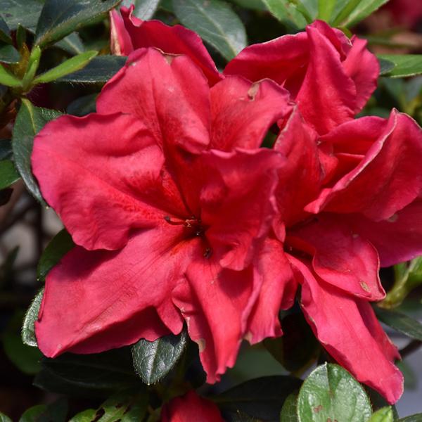 Azalea Bloomathon Red - 3c