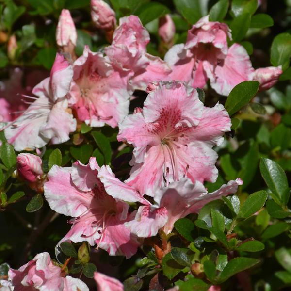 Azalea Encore Sunburst - 3c