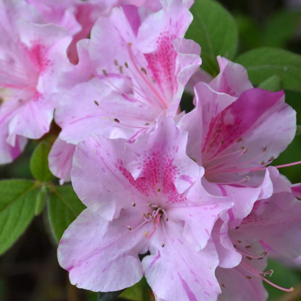 Azalea Encore Twist - 3c