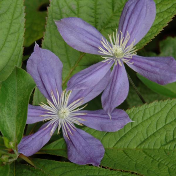 Clematis Arabella - 1c