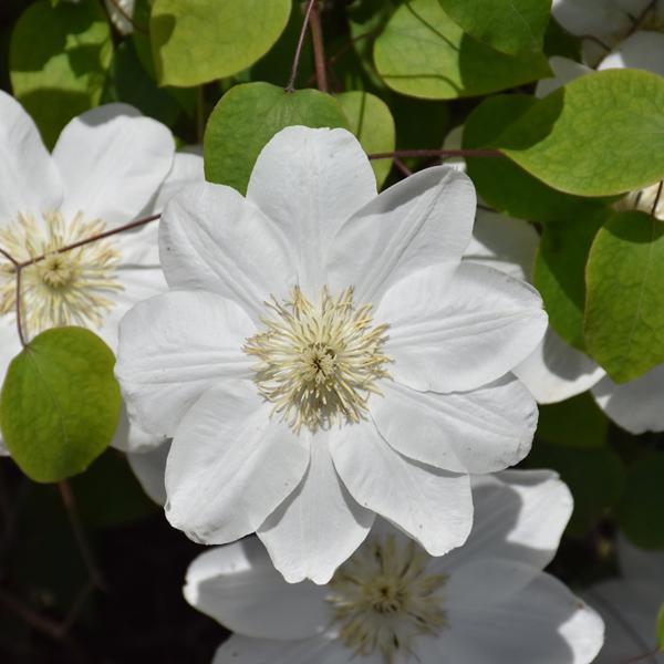 Clematis Guernsey Cream - 2c