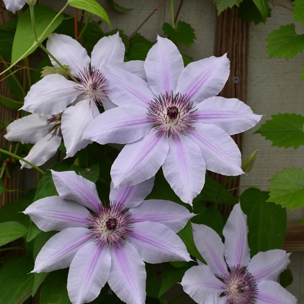 Clematis Nellie Moser - 2c