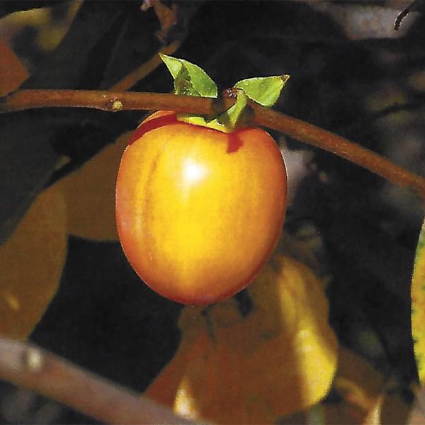 Persimmon - Native Amercan 7c