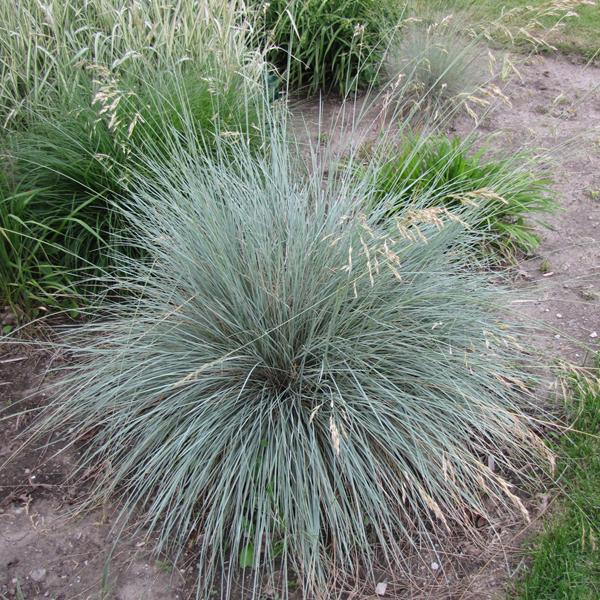 Blue Oat Grass - 2c