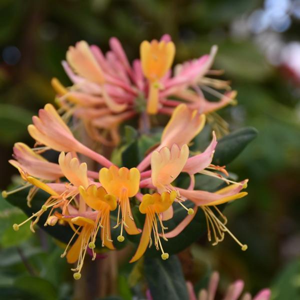 Honeysuckle Goldflame Heckrotti - 3c