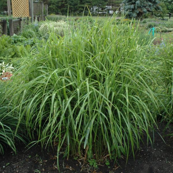 Pocupine Grass Strictus - 3c