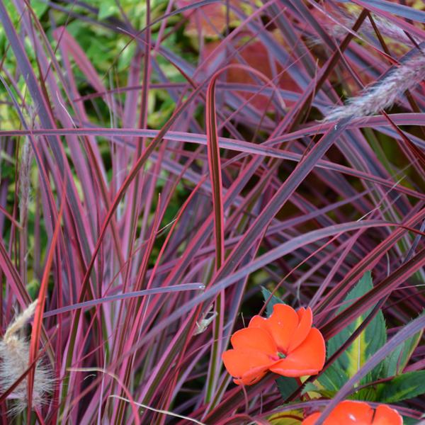 Red Fountain Grass Variegated Set Fireworks - 1c