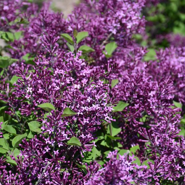 Lilac Bloomerang Dark Purple - 3c